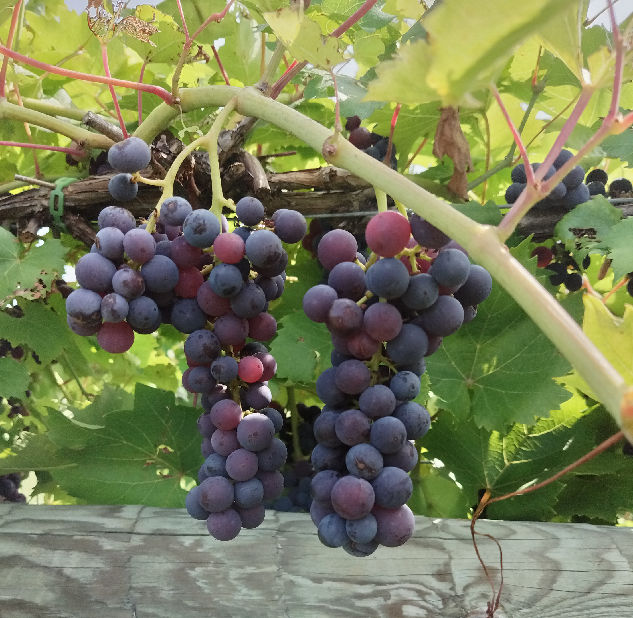 Grapes hanging from a vine.